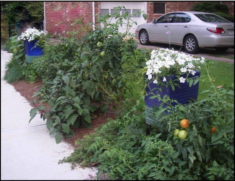 Driveway tomato garden